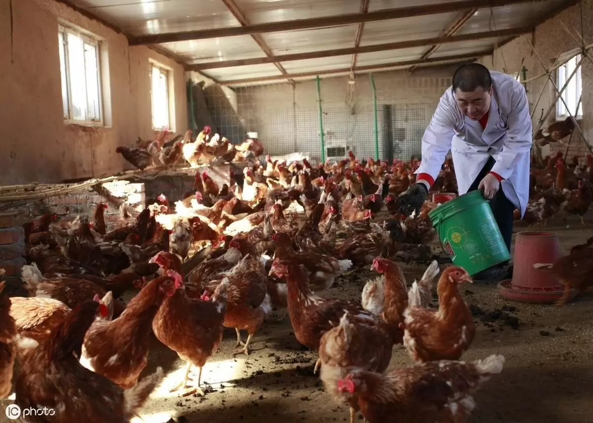 如何分辨 鸡群是否正常，开看这里插图