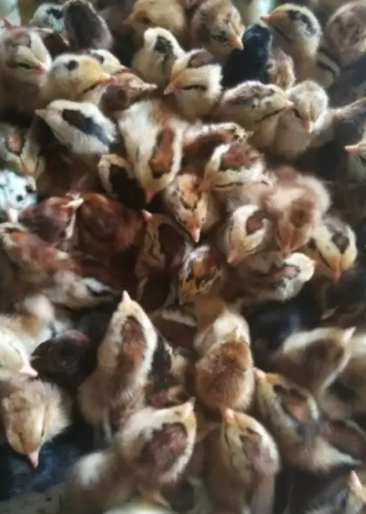 养殖中用小苏打的好处插图2
