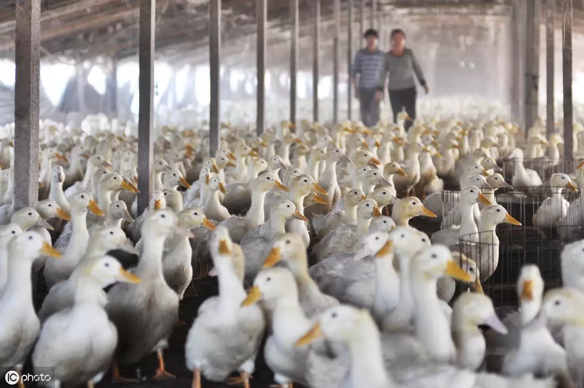 怎样简便的确诊鸭子有没有 病症插图1