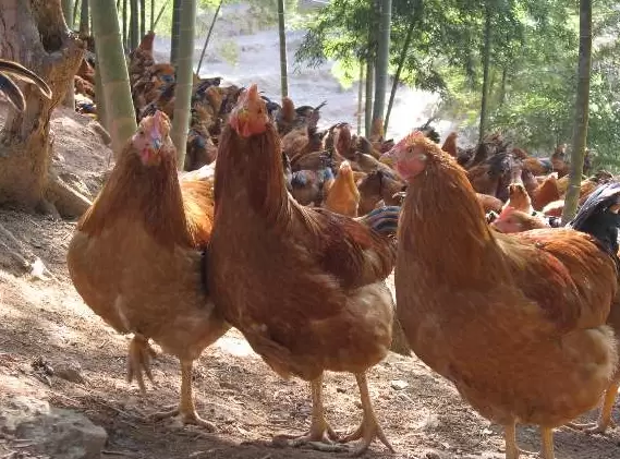 进秋后禽容易引起感冒,肿头肿脸 支气管堵塞元老师教你如何防控插图4 进秋后禽容易引起感冒,肿头肿脸 支气管堵塞元老师教你如何防控插图4