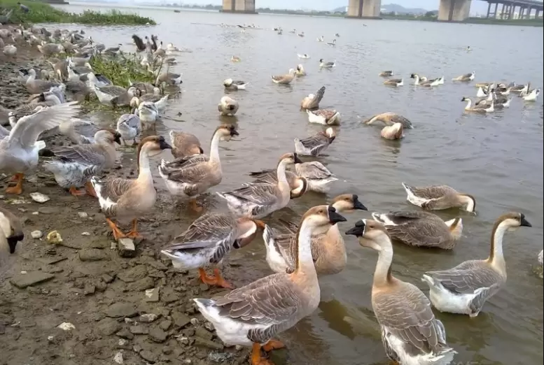 养鹅中掌握这几项 大群不易生病，好养 整齐度好 过来教你几招插图4