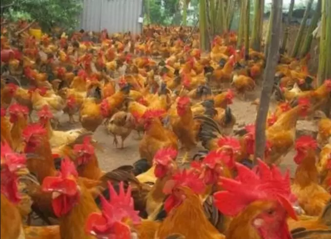 鸡群腺胃炎 造成鸡群吃料不长 过料不长 你了解多少进来看看插图 鸡群腺胃炎 造成鸡群吃料不长 过料不长 你了解多少进来看看插图