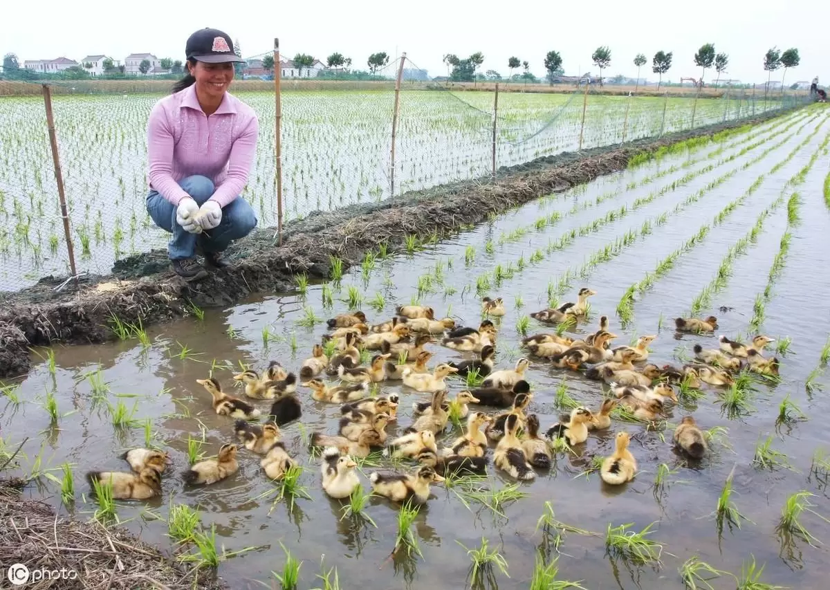 怎样简便的确诊鸭子有没有 病症插图2