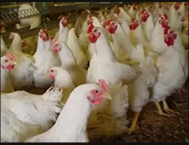 鸡，鸭  鹅怎么注射疫苗，注射钱的注意事项 注射多少看这里插图2