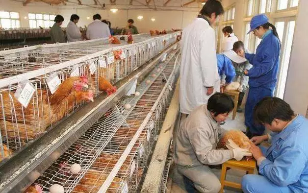 养殖中疫苗是必不可少的 最主要的是应激反应 过来叫你几招插图2