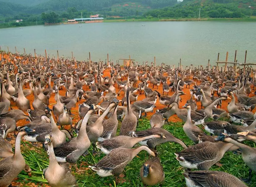 怎么样辨别浆膜炎,细小病毒的症状插图4 怎么样辨别浆膜炎,细小病毒的症状插图4
