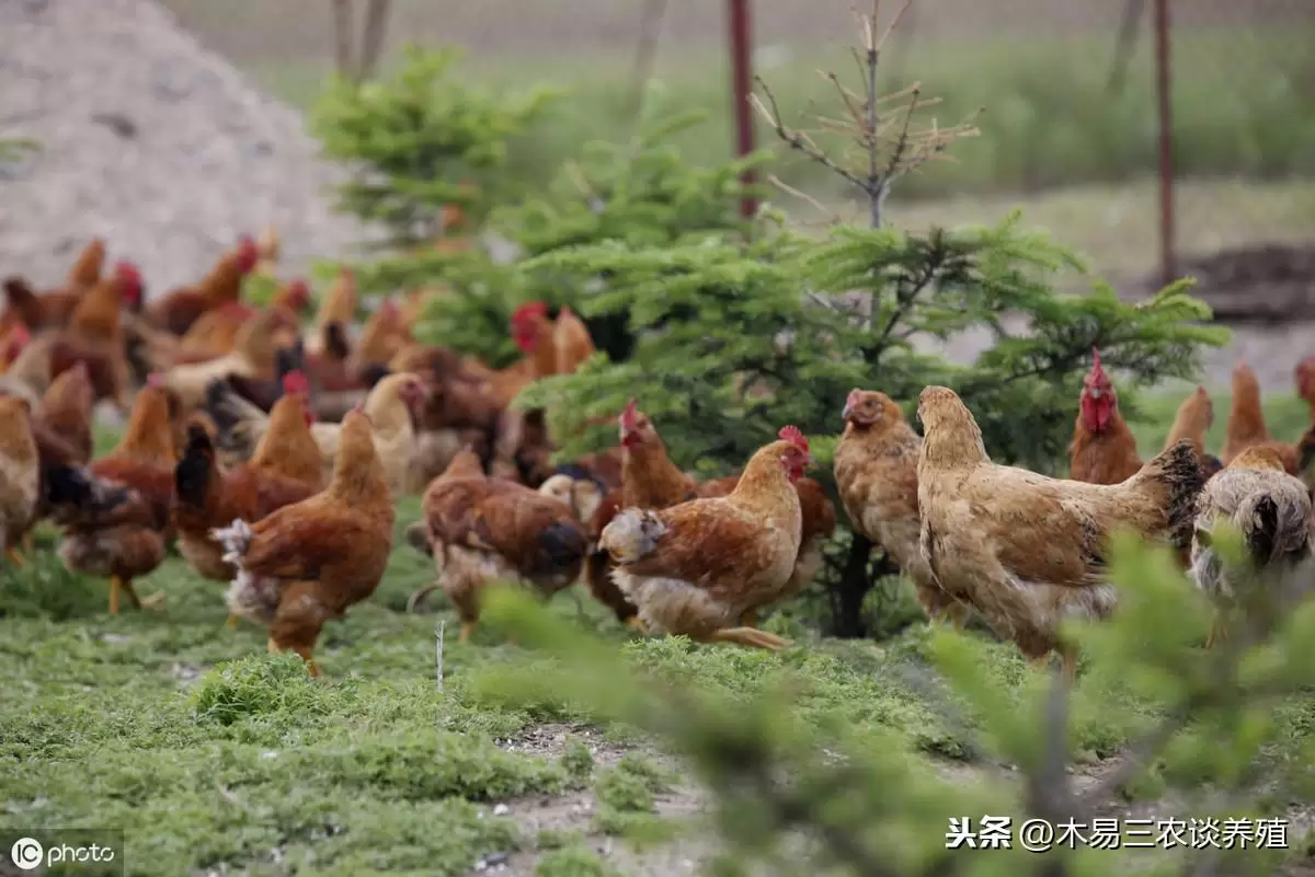 鸡苗不好 精神不佳 翅膀下垂 拉白色稀粪便 这里有妙招插图4
