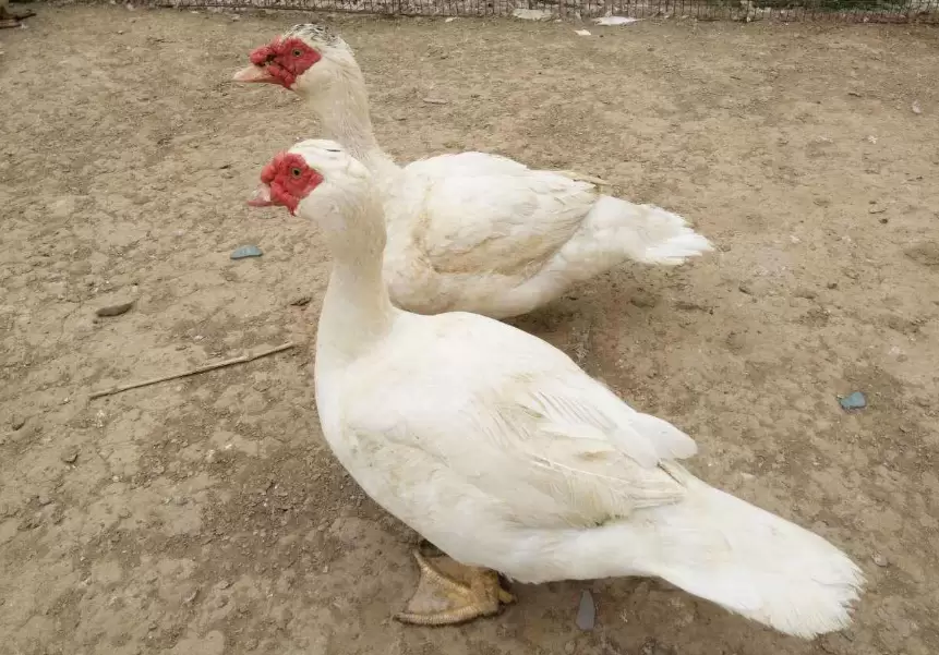 养殖番鸭来挣钱 鸭苗选择是关键 你了解多少 点击进来了解一下插图2