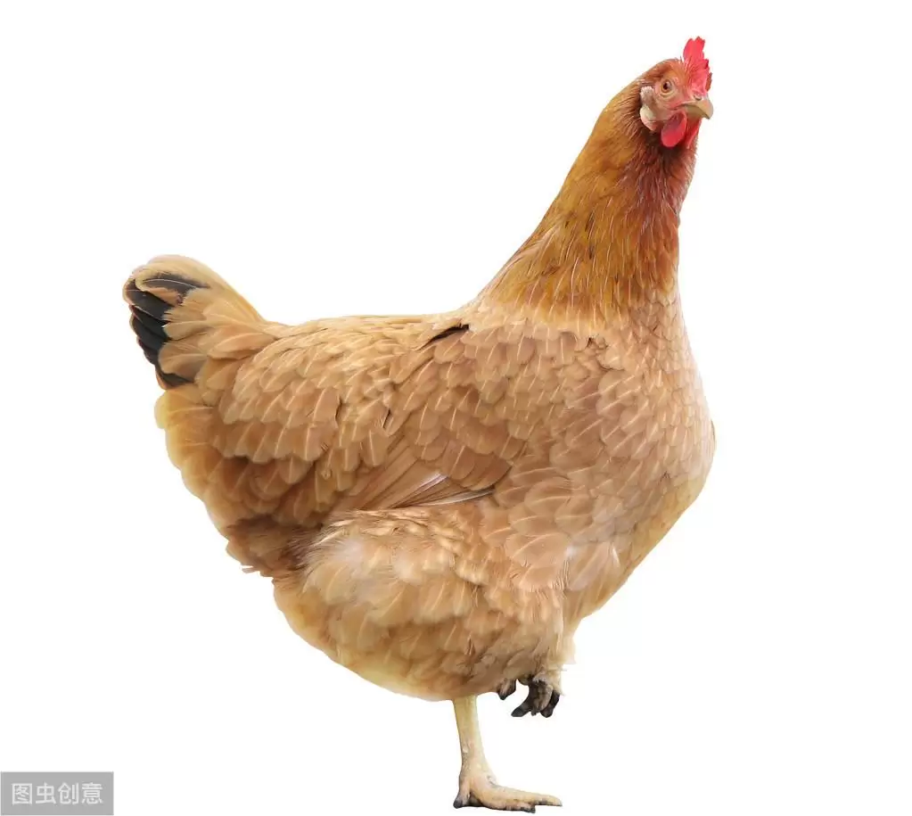 阉鸡前注意的事项，注意防控，预防到位，减少伤亡插图