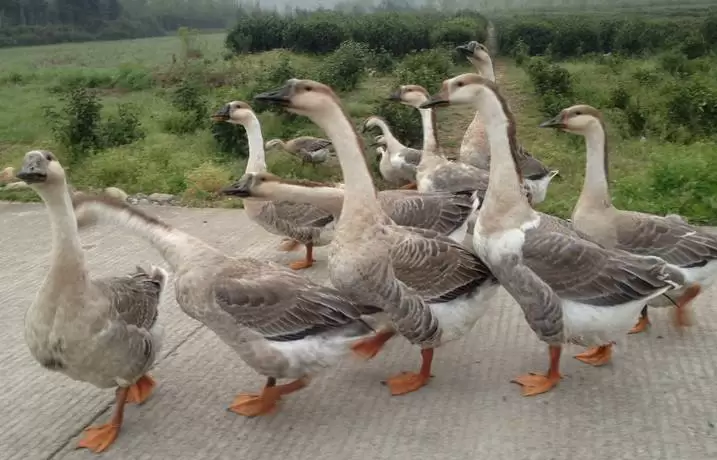 怎么样辨别浆膜炎,细小病毒的症状插图1 怎么样辨别浆膜炎,细小病毒的症状插图1