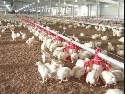 鸡群腺胃炎 造成鸡群吃料不长 过料不长 你了解多少进来看看插图3 鸡群腺胃炎 造成鸡群吃料不长 过料不长 你了解多少进来看看插图3