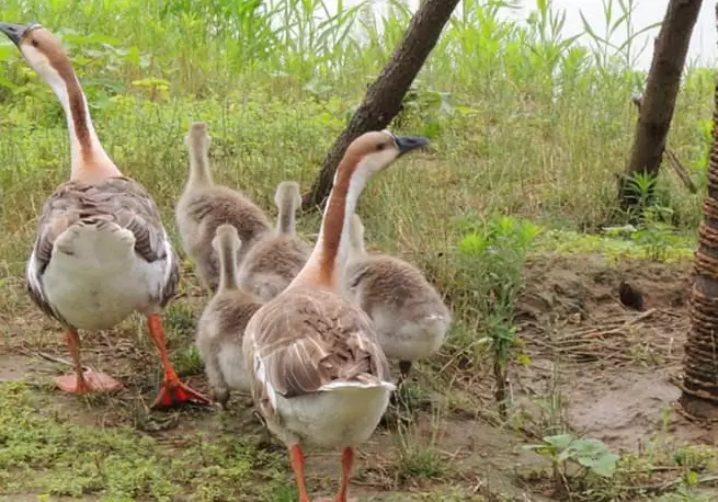 怎么样辨别浆膜炎,细小病毒的症状插图6 怎么样辨别浆膜炎,细小病毒的症状插图6