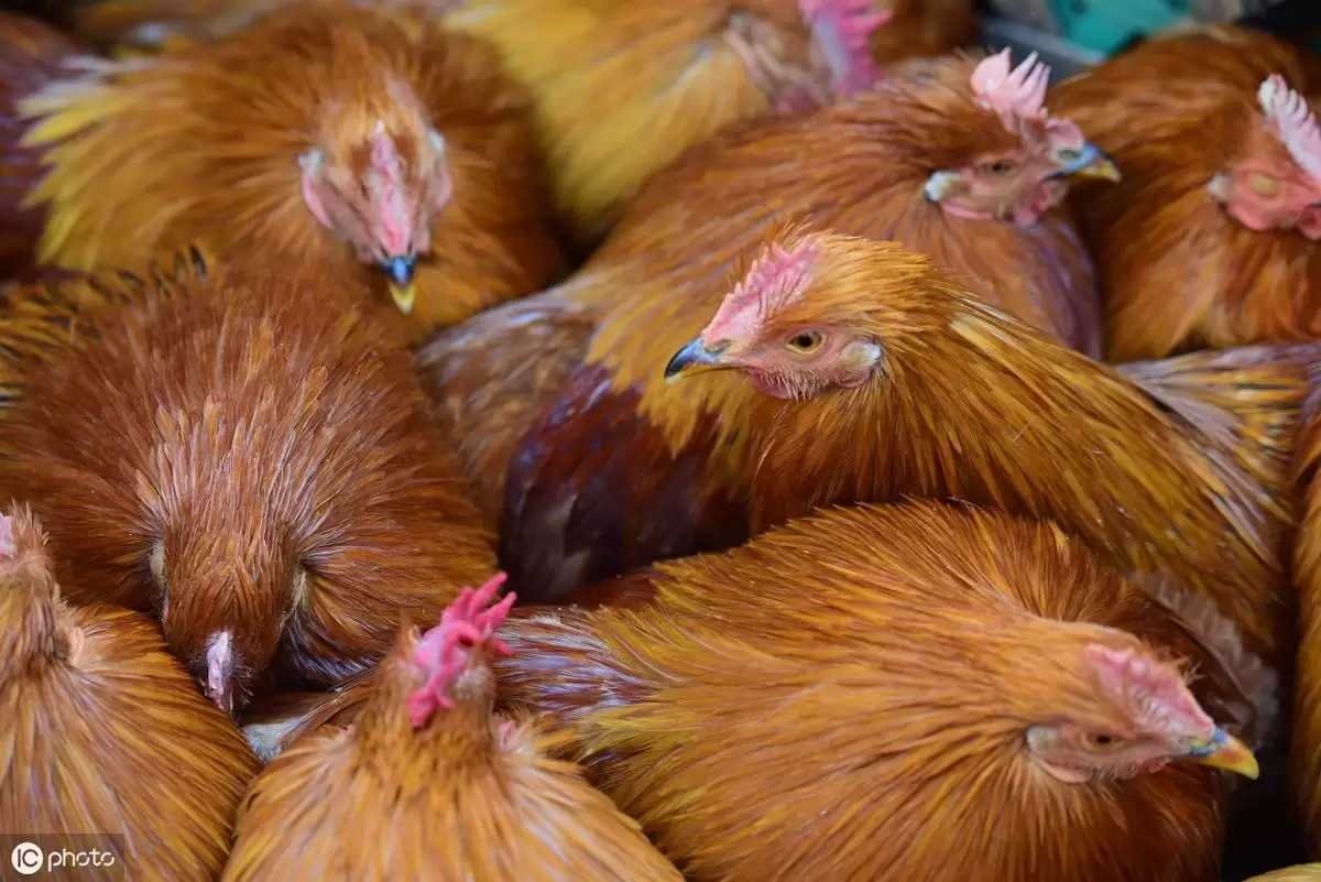 阉鸡前注意的事项，注意防控，预防到位，减少伤亡插图3