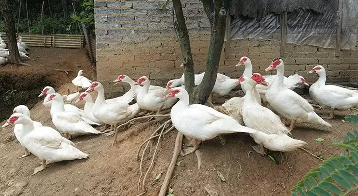 养殖番鸭来挣钱 鸭苗选择是关键 你了解多少 点击进来了解一下插图5