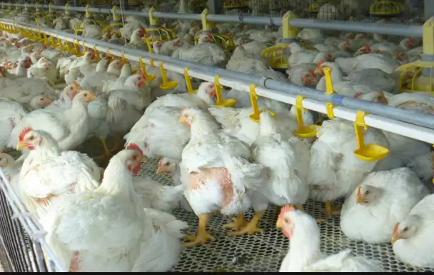 鸡，鸭  鹅怎么注射疫苗，注射钱的注意事项 注射多少看这里插图