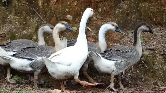 怎么样辨别浆膜炎,细小病毒的症状插图 怎么样辨别浆膜炎,细小病毒的症状插图