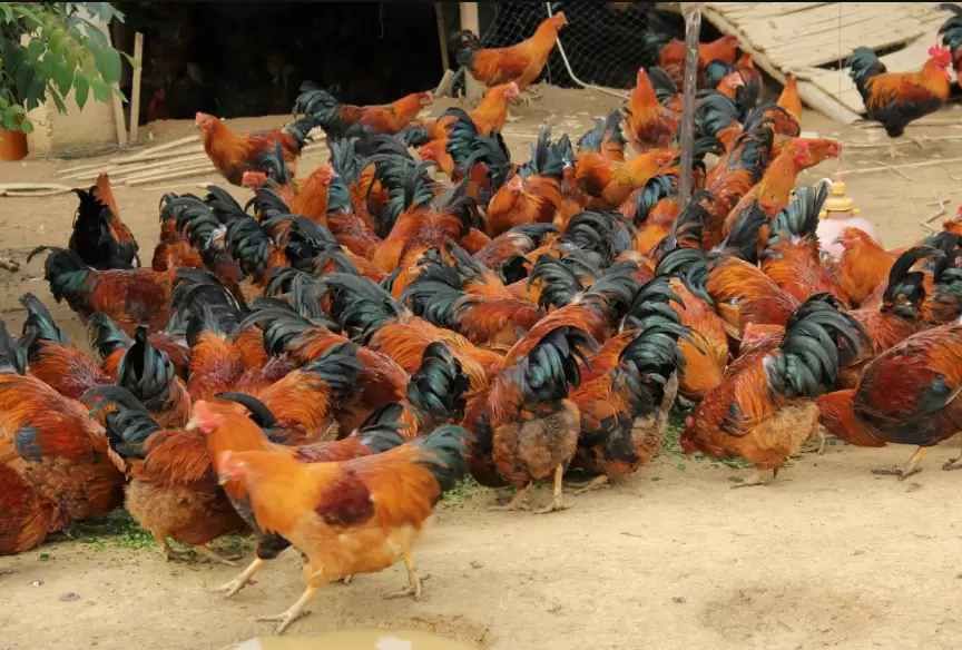 鸡群腺胃炎 造成鸡群吃料不长 过料不长 你了解多少进来看看插图1 鸡群腺胃炎 造成鸡群吃料不长 过料不长 你了解多少进来看看插图1