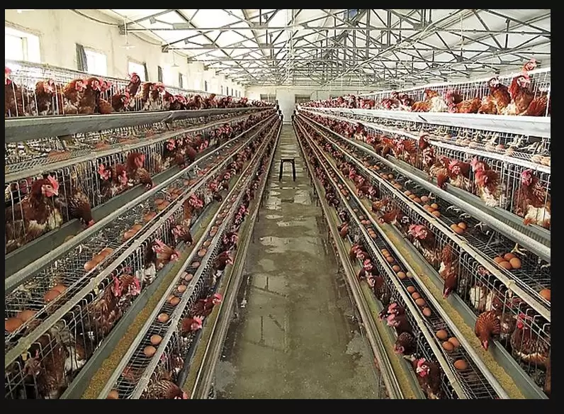 商品蛋鸡呼吸道，两天控制 四天痊愈 不易复发插图1