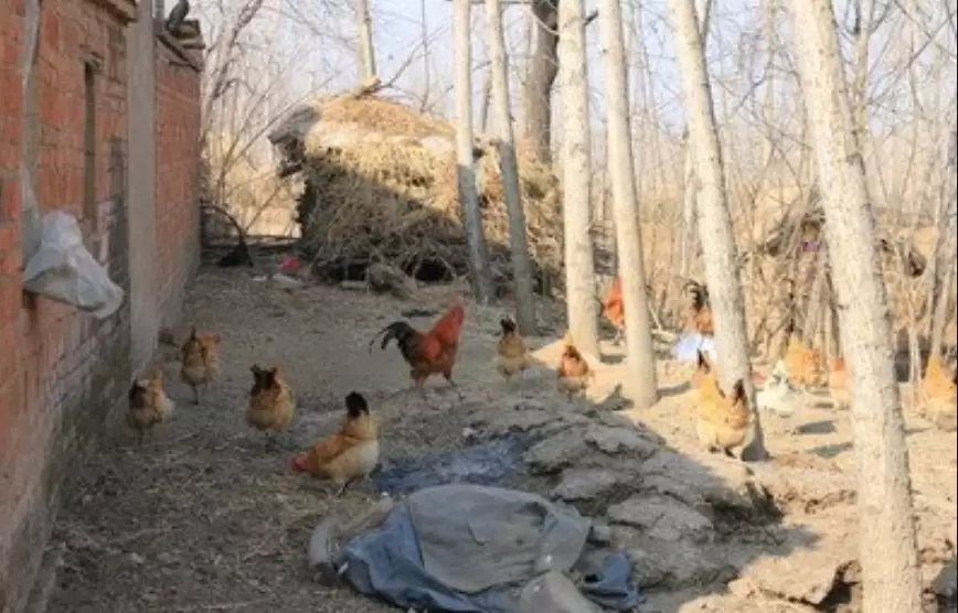 进秋后禽容易引起感冒,肿头肿脸 支气管堵塞元老师教你如何防控插图2 进秋后禽容易引起感冒,肿头肿脸 支气管堵塞元老师教你如何防控插图2