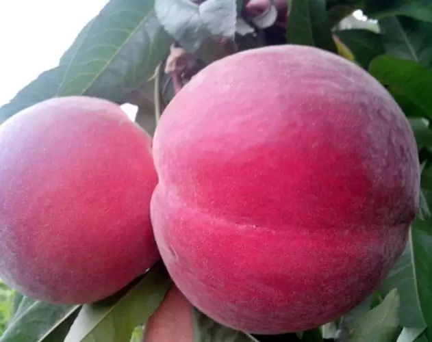 会东巨无霸水蜜桃阿嫂(会东巨无霸水蜜桃,阿嫂的选择)插图 会东巨无霸水蜜桃阿嫂(会东巨无霸水蜜桃,阿嫂的选择)插图