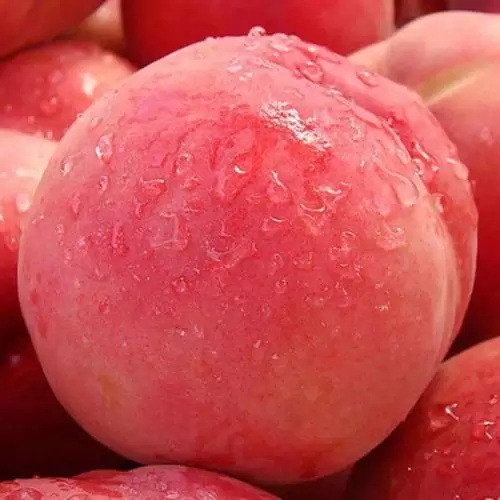 会东巨无霸水蜜桃阿嫂(会东巨无霸水蜜桃,阿嫂的选择)插图2 会东巨无霸水蜜桃阿嫂(会东巨无霸水蜜桃,阿嫂的选择)插图2