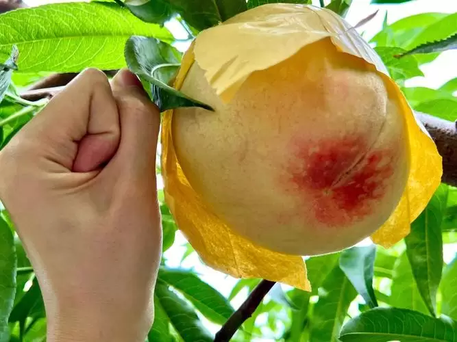 会东巨无霸水蜜桃阿嫂(会东巨无霸水蜜桃,阿嫂的选择)插图1 会东巨无霸水蜜桃阿嫂(会东巨无霸水蜜桃,阿嫂的选择)插图1