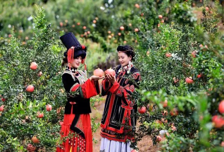 会理石榴:千年贡品,今朝飘香全球插图1 会理石榴:千年贡品,今朝飘香全球插图1