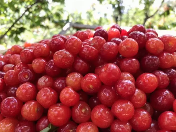 会理必带回的特产(凉山会理县十大特产)插图1 会理必带回的特产(凉山会理县十大特产)插图1