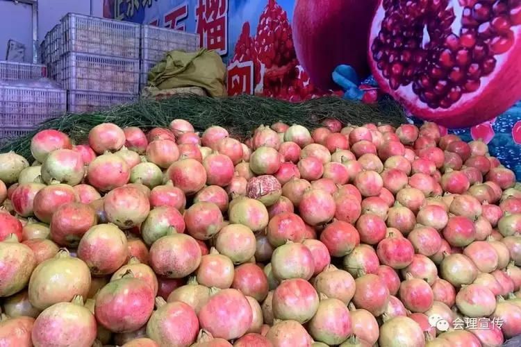 会理石榴:千年贡品,今朝飘香全球插图2 会理石榴:千年贡品,今朝飘香全球插图2