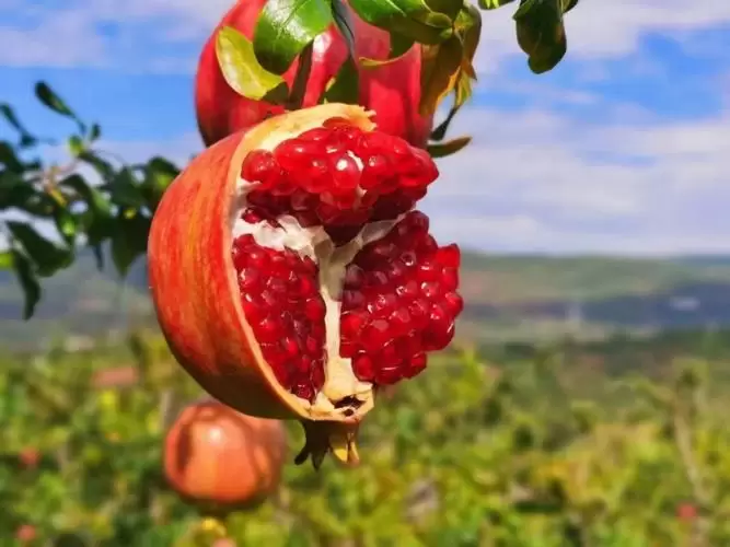 会理石榴:千年贡品,今朝飘香全球插图 会理石榴:千年贡品,今朝飘香全球插图