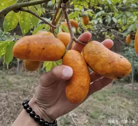 九月黄,八月炸你吃过吗?插图3 九月黄,八月炸你吃过吗?插图3