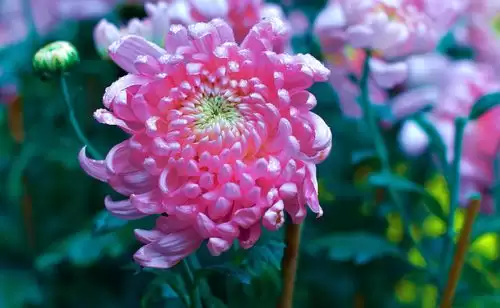 九幺叔教你怎样种植菊花插图2 九幺叔教你怎样种植菊花插图2