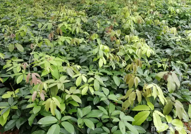 九月黄,八月炸你吃过吗?插图5 九月黄,八月炸你吃过吗?插图5