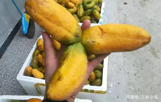 九月黄,八月炸你吃过吗?插图 九月黄,八月炸你吃过吗?插图