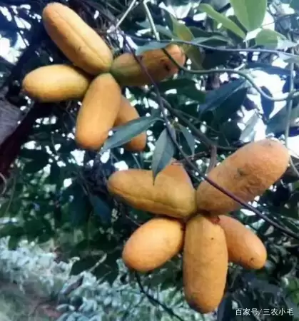 九月黄,八月炸你吃过吗?插图1 九月黄,八月炸你吃过吗?插图1