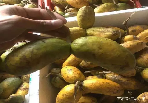 九月黄,八月炸你吃过吗?插图4 九月黄,八月炸你吃过吗?插图4