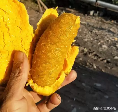 九月黄,八月炸你吃过吗?插图2 九月黄,八月炸你吃过吗?插图2