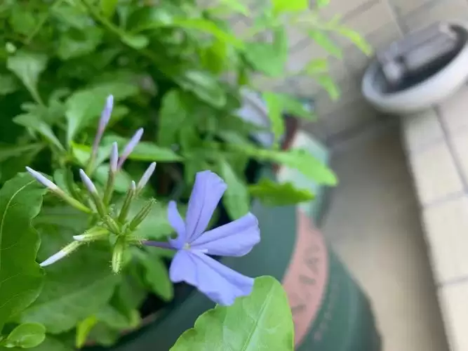 花卉中的凶吉之分是什么？十大凶花十大吉花？-会东网