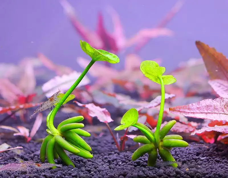 香蕉草养殖指南:如何轻松养护?-会东网