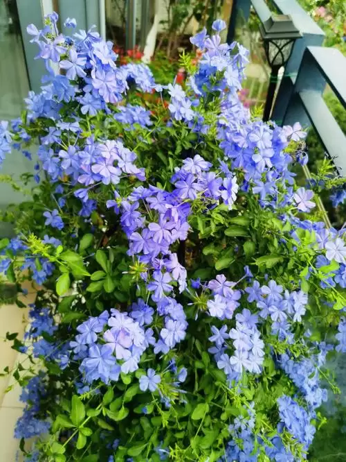 家里养蓝雪花有何影响?家里栽蓝雪花有什么坏处?插图1 家里养蓝雪花有何影响?家里栽蓝雪花有什么坏处?插图1