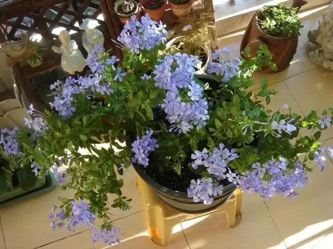 蓝雪花耐寒性如何?蓝雪花耐寒最低多少度?插图 蓝雪花耐寒性如何?蓝雪花耐寒最低多少度?插图