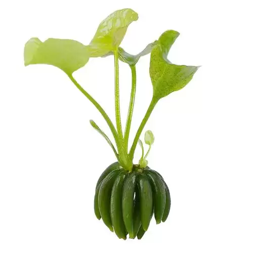 香蕉草莓奶昔:夏日的甜蜜诱惑插图1 香蕉草莓奶昔:夏日的甜蜜诱惑插图1
