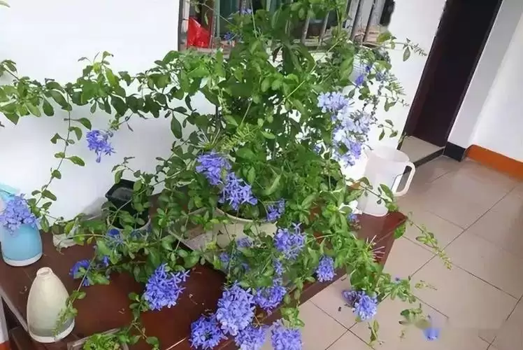 家里养蓝雪花有何影响?家里栽蓝雪花有什么影响?插图 家里养蓝雪花有何影响?家里栽蓝雪花有什么影响?插图