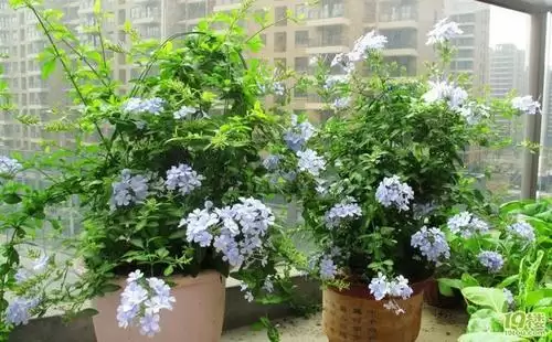 家里养蓝雪花有何影响?家里栽蓝雪花有什么影响?插图1 家里养蓝雪花有何影响?家里栽蓝雪花有什么影响?插图1