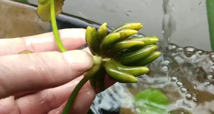 香蕉草莓奶昔:夏日的甜蜜诱惑-会东网