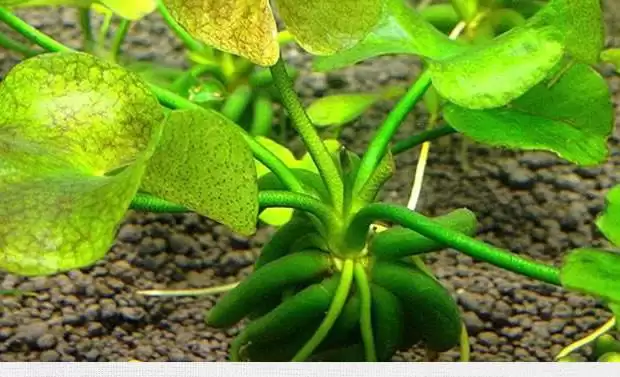 香蕉草莓美味大比拼:哪个更合你口味?-会东网