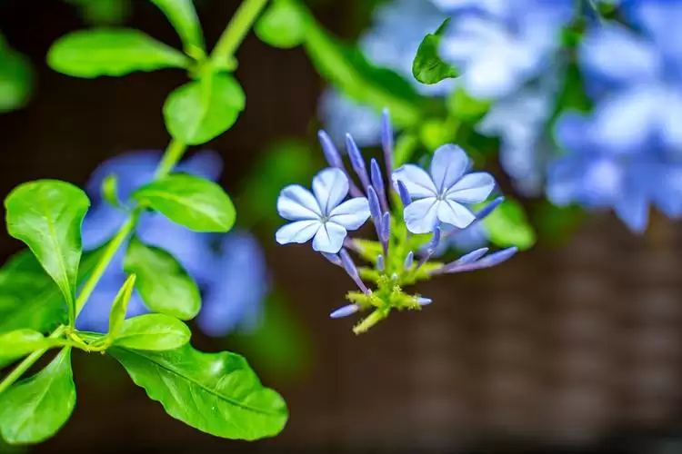 蓝雪花冬季如何处理?蓝雪花冬季全部剪掉吗?-会东网