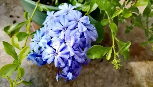 蓝雪花冬季如何处理?蓝雪花冬季全部剪掉吗?插图1 蓝雪花冬季如何处理?蓝雪花冬季全部剪掉吗?插图1