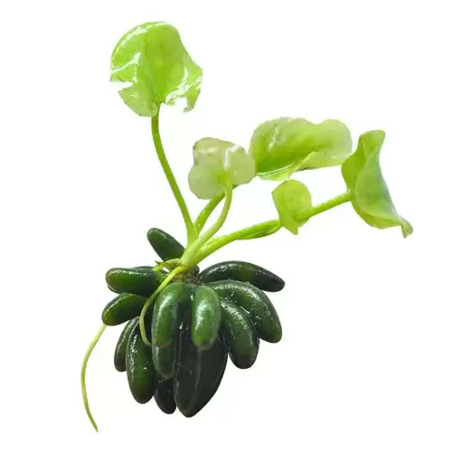 香蕉草酸含量解析:健康食用须知-会东网