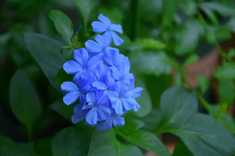 镇宅花排行榜首位是哪种?排名第一镇宅花?-会东网